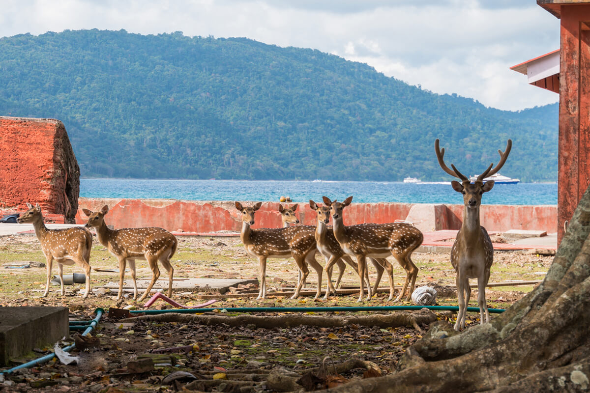 6N/7D Andaman Packages